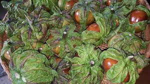 Image result for Solanum macrocarpon