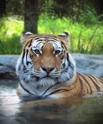 Siberian Tiger Panthera Tigris Altaica Animals A Z Animals
