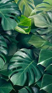 Green Monstera Leaves Background Design Resource Premium Image By Rawpixel Com Adj Leaf Background Green Leaf Background Nature Aesthetic