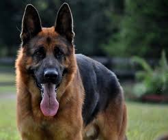 European German Shepherds For Your Family World Class Champion Bloodlines Veteran Owned Puppies Available Now Con Imagenes Ovejero Ovejero Aleman Perros