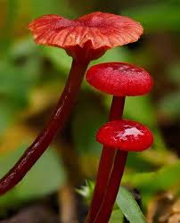 Image result for Mostuea brunonis