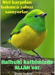 Hulya Adli Kullanicinin Guzel Sozler Panosundaki Pin 2020 Hayvanlar Hayvan Guzel Kuslar