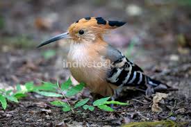 The definition of endemic refers to a disease or something that is native to or commonly found within an area. An Endemic Madagascar Hoopoe Bird With A Colorful Plumage Backgrounds Textures Indivstock