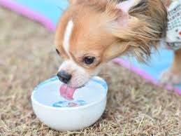 See full list on petmd.com How Much Water Should A Dog Drink Petmd