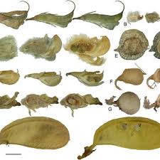 Image result for Pearsonia mesopontica
