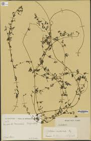 Image result for Crotalaria xanthoclada