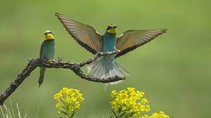 Free Download Full Hd Wallpapers For Pc 1920 1080 Hd Wallpapers For Desktop Free Download 46 Wallpapers Beautiful Bird Wallpaper Colorful Birds Bird Photo