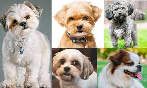 Hi i have 4 beautiful tiny maltipoo puppies 2 male 2 female. Top 11 Most Adorable Shih Tzu Mixes Which One Is Right For You