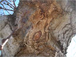 Yes, the mulberry tree is known for its delicious fruit and they create beautiful shade canopies in your yard. Slime Flux Wikipedia