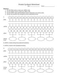 Using the genetic code chart fill in the amino acids for each dna strand. 31 Transcription And Translation Worksheet Answers Free Worksheet Spreadsheet