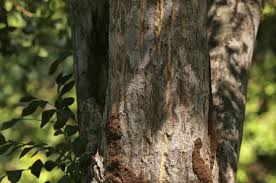 Image result for Ptaeroxylon obliquum