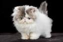 Available Persian Kittens For Sale & Cats For Adoption