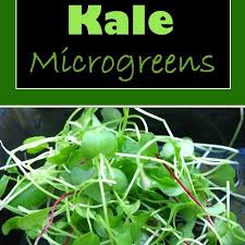 In the greenhouse, plant seedlings out when they have two or three leaves. Pin On Coconuts