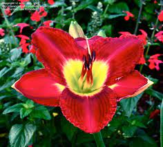 See full list on garden.org Plantfiles Pictures Daylily Passion For Red Hemerocallis By Ecomorph