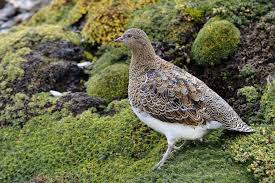 White Bellied Seedsnipe Attagis Malouinus Bird Pet Birds Birds