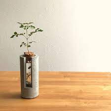 plug シマトネリコ 水栽培 ハイドロカルチャー インテリア 盆栽