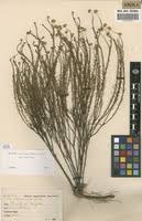 Image result for Felicia muricata