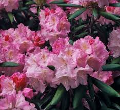Maybe you would like to learn more about one of these? Rhodo Yaku Princess Junk That Should Never Have Been Sold Eastern Plant