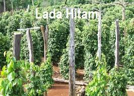 Lembaga lada malaysia tahun 2021. Anim Agro Technology Lada Hitam Potensi Tanaman
