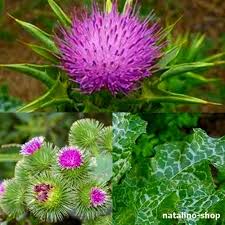 Die mariendistel ist keine schönheit. Mariendistel Samen Samenshop Www Natalino Shop De