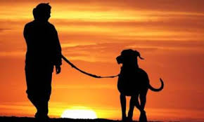 ✓ la garde d'animaux est soumise à la règlementation. Pet Sitting Dog Walking Garde Animaux Chiens Chats Geneve Annonce 3876838 Petitesannonces Ch