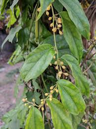 Image result for Tiliacora