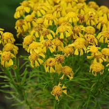 Image result for Heteropyxidaceae