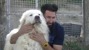 Il pastore transumante ist der ort, wo sich alles um den weißen herdenschutzhund dreht, modern und zeitgemäß interpretiert.es ist die leidenschaft und professionalität, immer zu ihren diensten. 6 Il Pastore Maremmano Abruzzese Cane Da Guardia Versione In Italiano Youtube