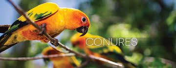 5 Things You Need To Know About Green-Cheeked Conures | Bechewy