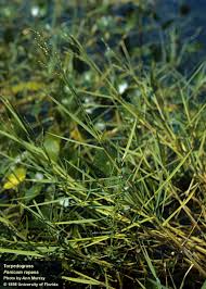 Image result for Panicum repens