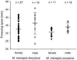 The three genders of nouns in english are: Life Cycle And Host Plants Of Mechanitis Menapis Doryssus 1 Danainae Ithomiini In Mexico