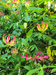 Image result for Colchicaceae