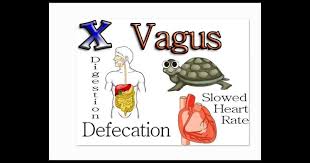 Other cranial nerves are connected to glands or internal organs such as the heart and lungs. Cranial Nerves Mnemonics In Under 5 Minutes Qd Nurses