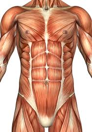 An overview of the muscles of the anterior forearm, including the superficial, intermediate and deep muscle layers. Anterior Torso Muscle Anatomy