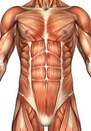 Jul 30, 2020 · working as a team, these muscles contract to flex, laterally bend, and rotate the torso. Anterior Torso Muscle Anatomy
