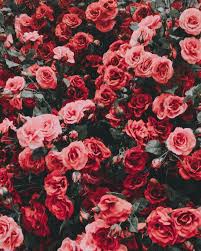 Pin On Lovely Florals