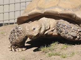 sulcata tortoises