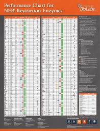 Restriction Enzyme Chart Related Keywords Abiding Neb Enzyme