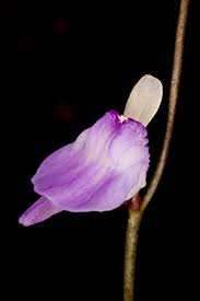 Image result for Utricularia arenaria
