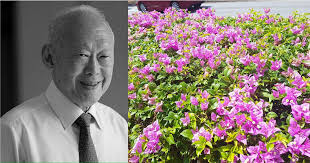 Bougainvillea is a popular tropical ornamental flower commonly used in landscaping. Bougainvillea Flowers On Overhead Bridges Are One Of Lee Kuan Yew S Most Endearing Legacies Mothership Sg News From Singapore Asia And Around The World
