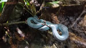 Check spelling or type a new query. Electric City Komodo Island Pit Viper Trimeresurus Insularis Zoochat