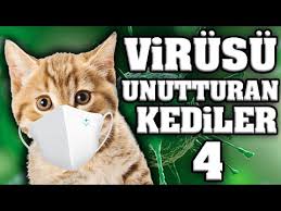 Virusu Unutturacak Konusan Kediler En Komik Kedi Videolari Youtube