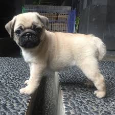 Hide this posting restore restore this posting. Leslie S Pugland Breeder Available Pug Puppies Here Leslie S Pugland Breeder