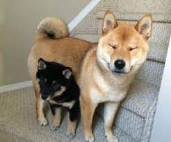 Shiba inu is the latest viral cryptocurrency to attract investor attention. Purebred Shiba Inu Pups Application Dog Price 350 Usd Unit Id 5634313