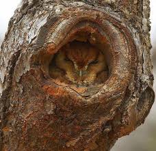 Owls Timeline Photos Facebook Beautiful Owl Pet Birds Owl