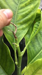 Otto, daleys fruit nursery have got it. Michelia Alba Problem All New Leaves Turn Brown And Die