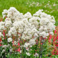 Image result for Thalictrum