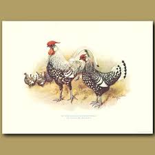 Silver Spangled Hamburghs Antique Artwork Antique Prints Art