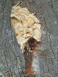 In nederland is de eerste bevestigde waarneming gedaan van een aziatische hoornaar (vespa velutina). Europese Hoornaar Wikipedia