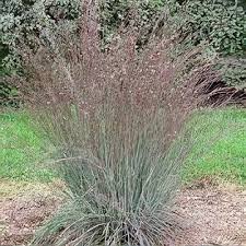 Image result for Schizachyrium platyphyllum